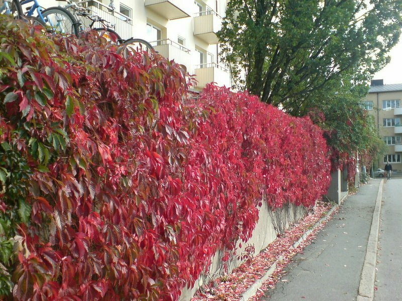 fr-burma_1466841956_o.jpg Fr burma 1466841956 o